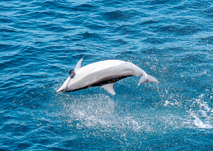 dophin_img03